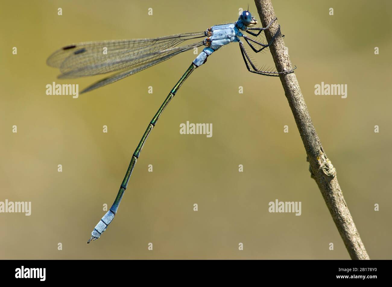 Dusky émeraude damselfly (Lestes macrostigmate), homme à la stipe, vue latérale, Grèce, Lesbos Banque D'Images