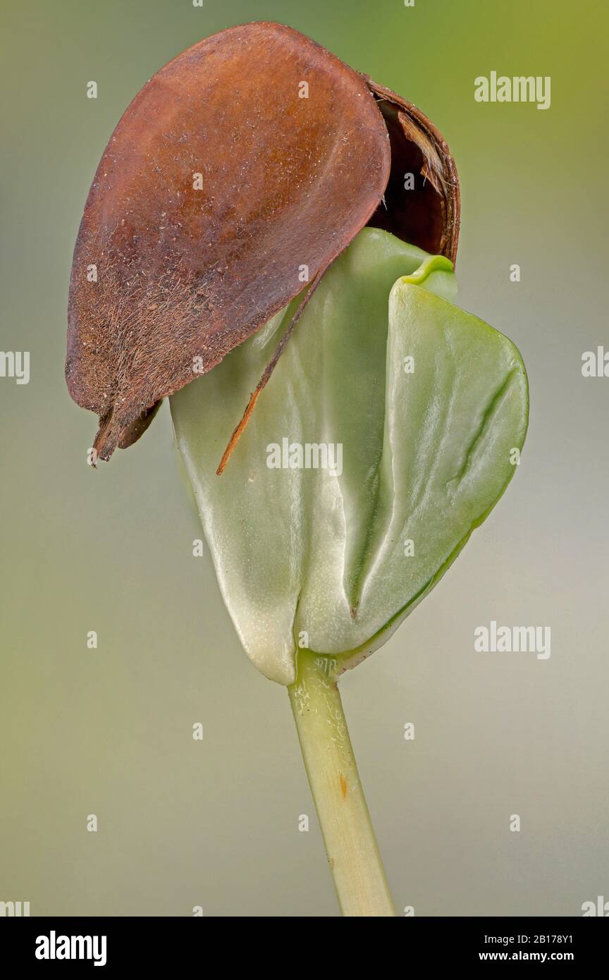 Hêtre commun (Fagus sylvatica), semis, Allemagne, Bavière, Oberbayern, Haute-Bavière Banque D'Images