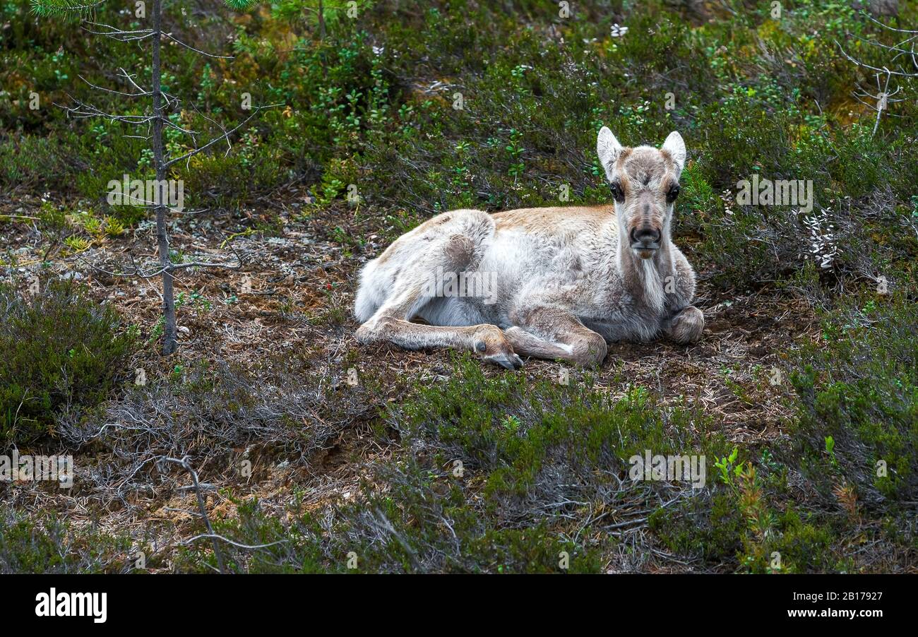 Renne finlandais, renne, caribou (Rangifer tarandus fennicus), veau allongé, Finlande Banque D'Images