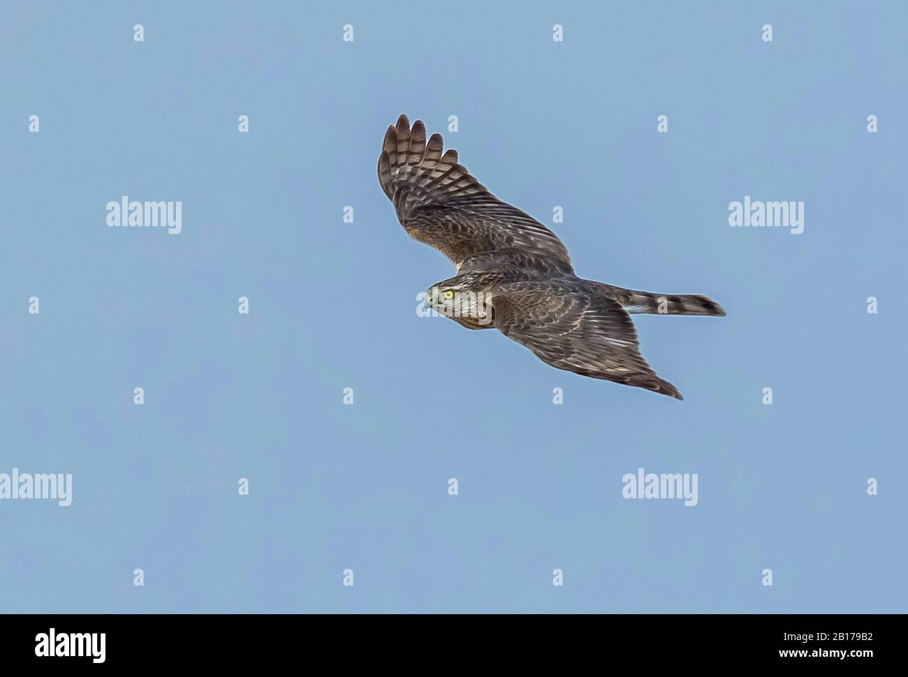 Faucon sparrow du nord (Accipiter nisus), jeune homme en vol, Koweït Banque D'Images