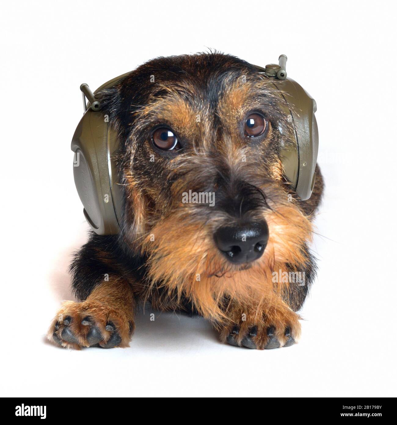 Dachshund à poil métallique, chien de saucisse À poil Métallique, chien domestique (Canis lupus F. familiaris), chien mâle avec casque, protection des oreilles Banque D'Images