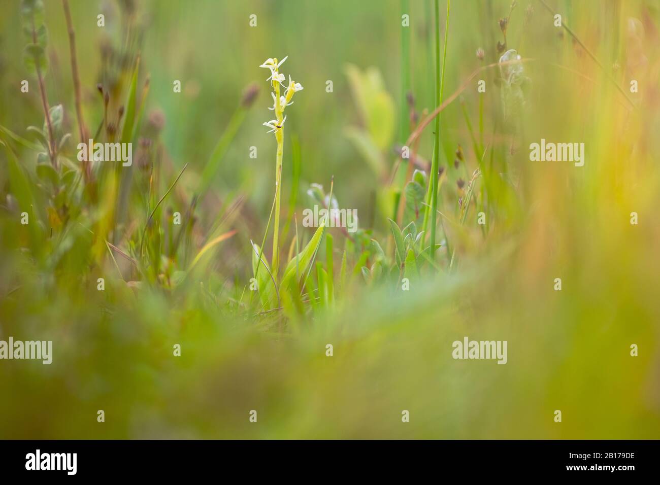 Ffen Orchid (Lipari loeselii), floraison, Nederland, Pays-Bas, Noord Holland, Zuid-Kennemerland Banque D'Images