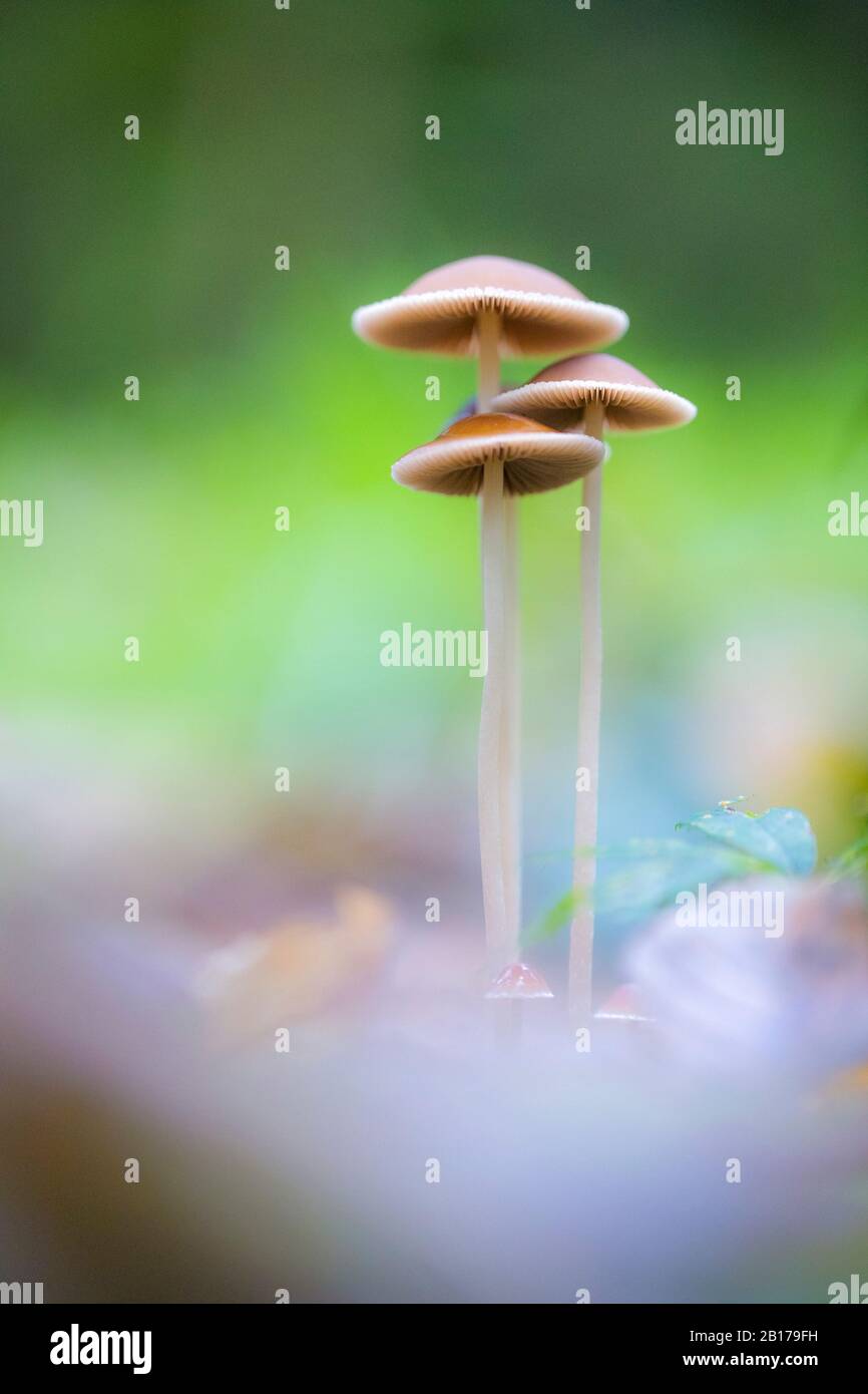 Brittlesstème conique, champignon Conical Brittlesstem (Psathyrella conopilus, Psathyrella subatrata), Pays-Bas, Flevoland Banque D'Images