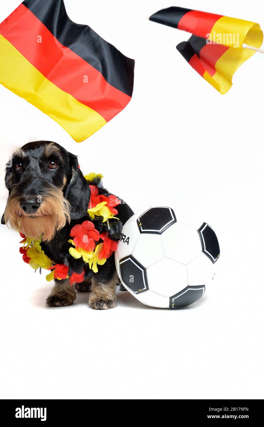 Dachshund à poil métallique, chien de saucisse À poil Métallique, chien domestique (Canis lupus F. familiaris), fan de football allemand, vue avant Banque D'Images