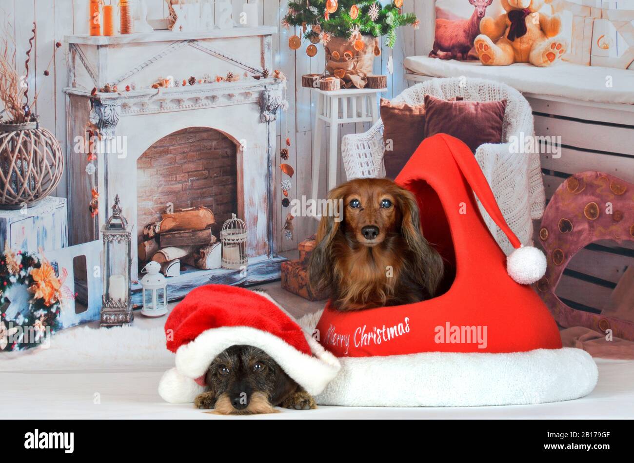 Dachshund à poil long, chien de saucisse à poil long, chien domestique (Canis lupus F. familiaris), Langhaardackel et dachshund à poil métallique en toile de fond de Noël, vue avant Banque D'Images