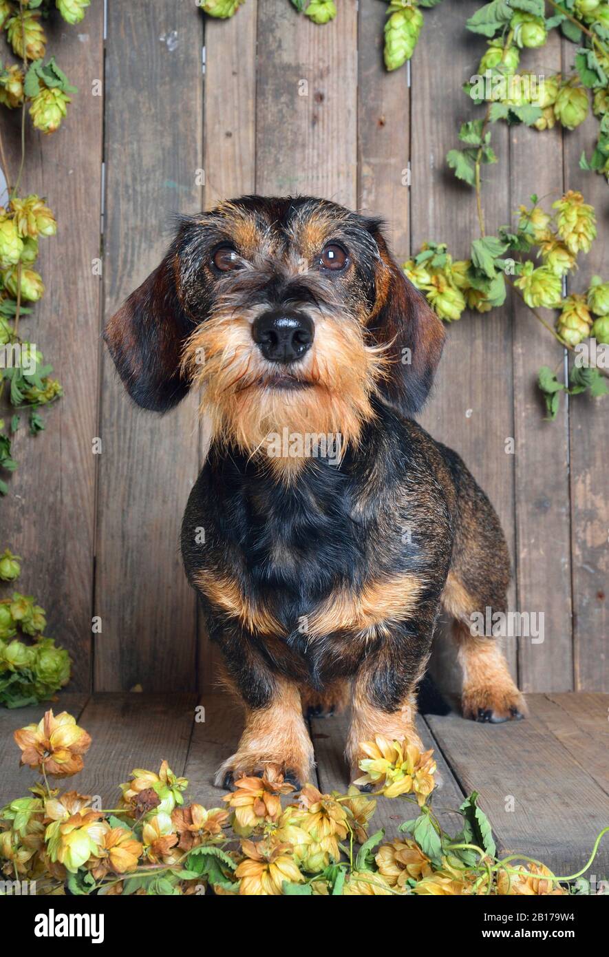 Dachshund à poil métallique, chien de saucisse À poil Métallique, chien domestique (Canis lupus F. familiaris), dachshund mâle à poil métallique devant des planches de bois avec houblon, vue avant Banque D'Images
