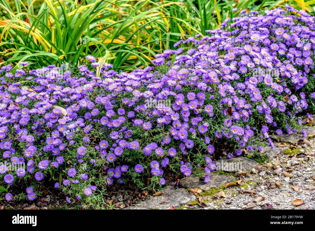 Aster (Aster 'Lady in Blue', Aster Lady in Blue, Aster dumosus), cultivar Lady in Blue, Allemagne Banque D'Images