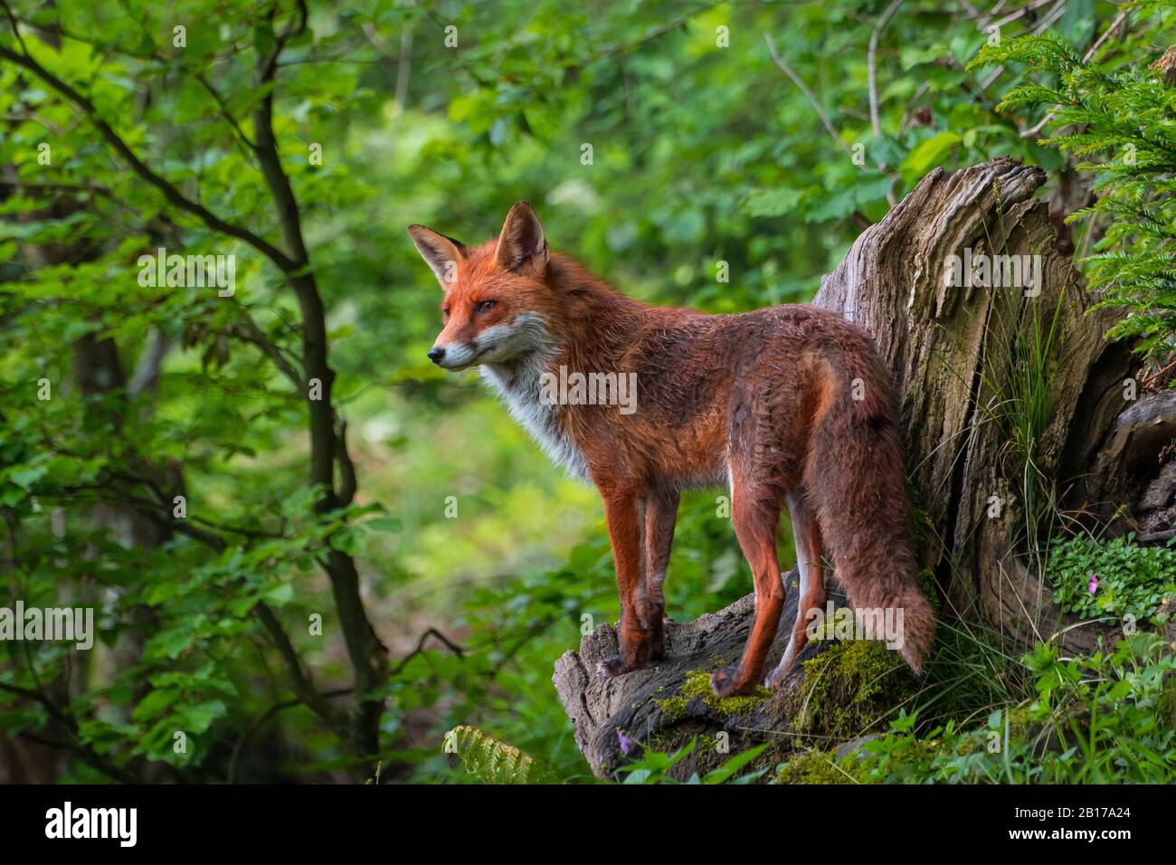 Renard rouge (Vulpes vulpes), debout sur une racine morte dans une forêt, Suisse, Sankt Gallen Banque D'Images