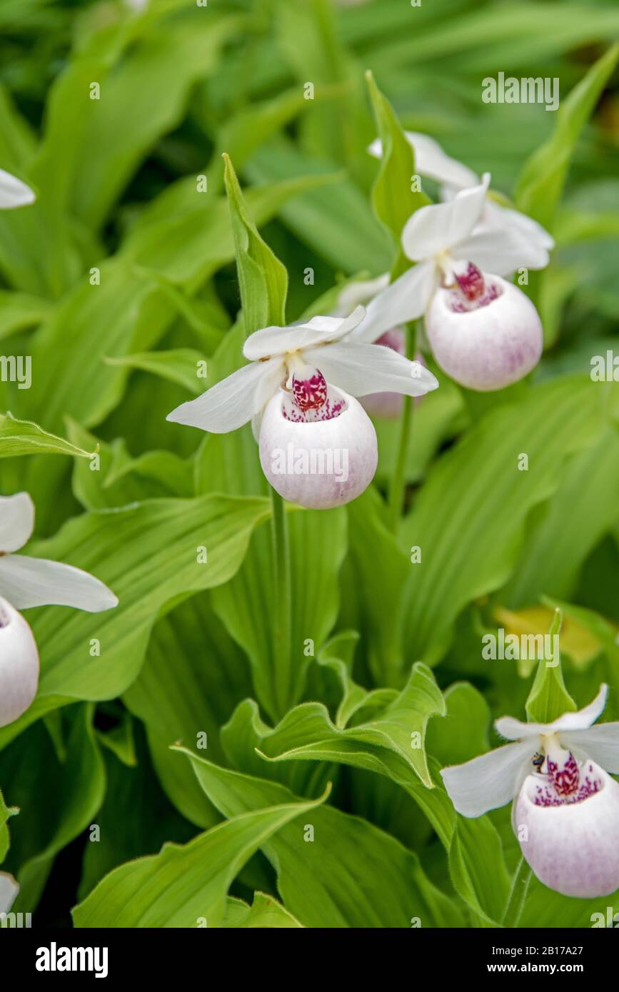 Orchidée laiteuse (Cypripedium calceolus 'Ulla Silkens', Cypripedium calceolus Ulla Silkens), cultivar Ulla Silkens Banque D'Images