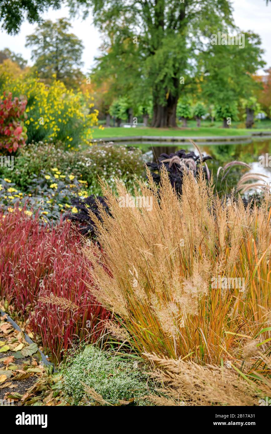 Roseau (Calamagrostis brachytricha, Achnatherum brachytricha, Stipa brachytricha), à flowerbed, Allemagne, Basse-Saxe Banque D'Images