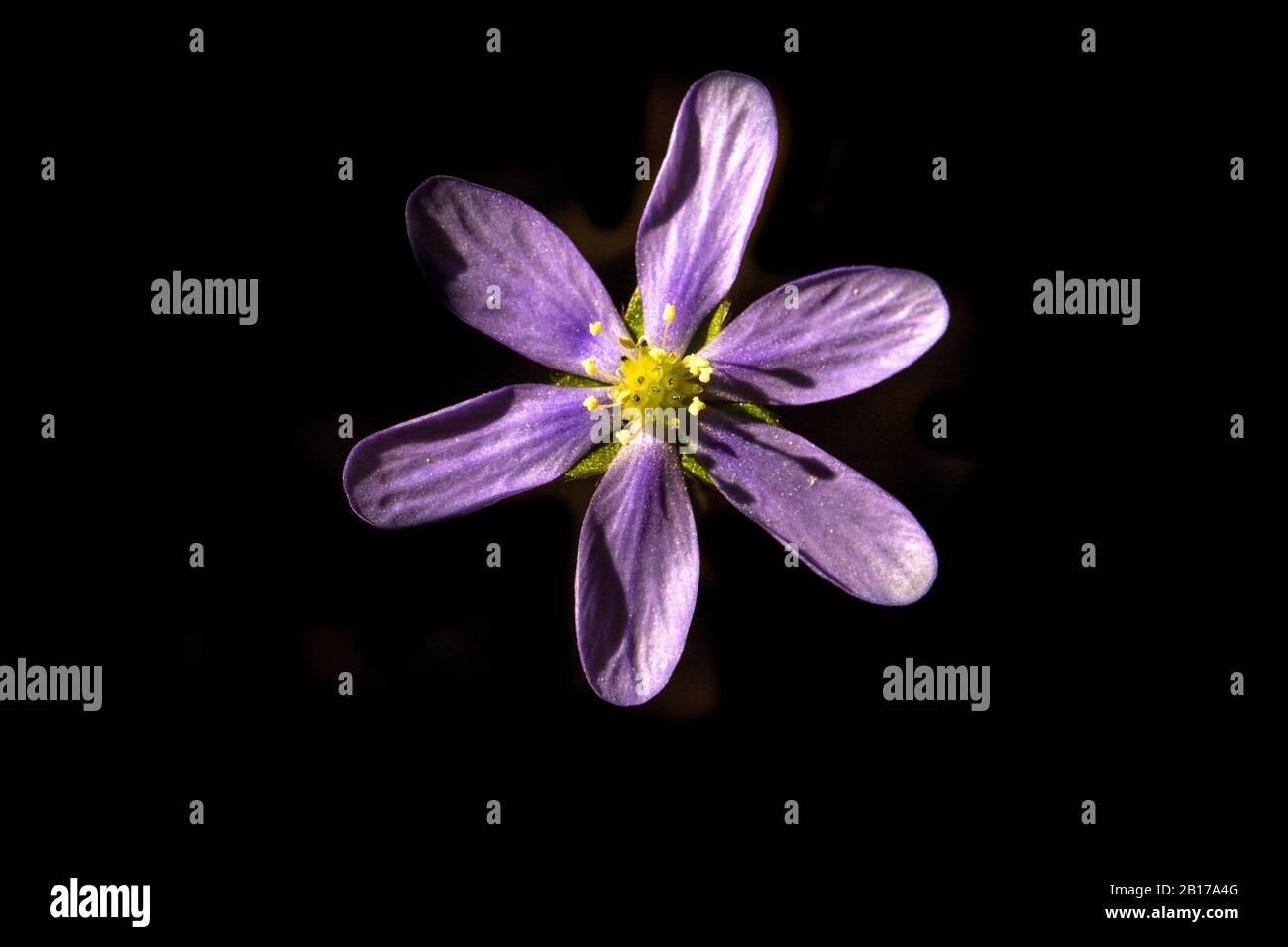 Hepatica liverleaf, American liverwort (Hepatica nobilis, Anemone hepatica), fleur sur fond noir, Suisse, Valais Banque D'Images