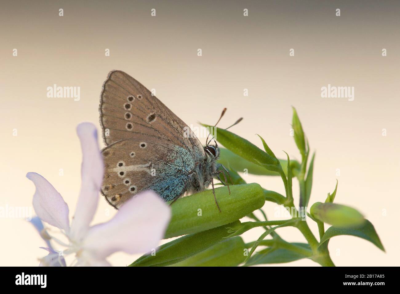 Géranium Argus (Aricia eumedon, Eumedonia eumedon, Plebejus eumedon, Plebeius eumedon, Lycaena eumedon), se trouve sur une fleur, Italie, Aoste Banque D'Images