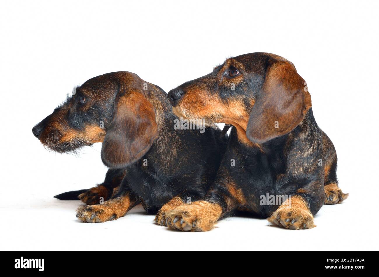 Dachshund à poil métallique, chien de saucisse À poil Métallique, chien domestique (Canis lupus F. familiaris), allongé côte à côte Banque D'Images