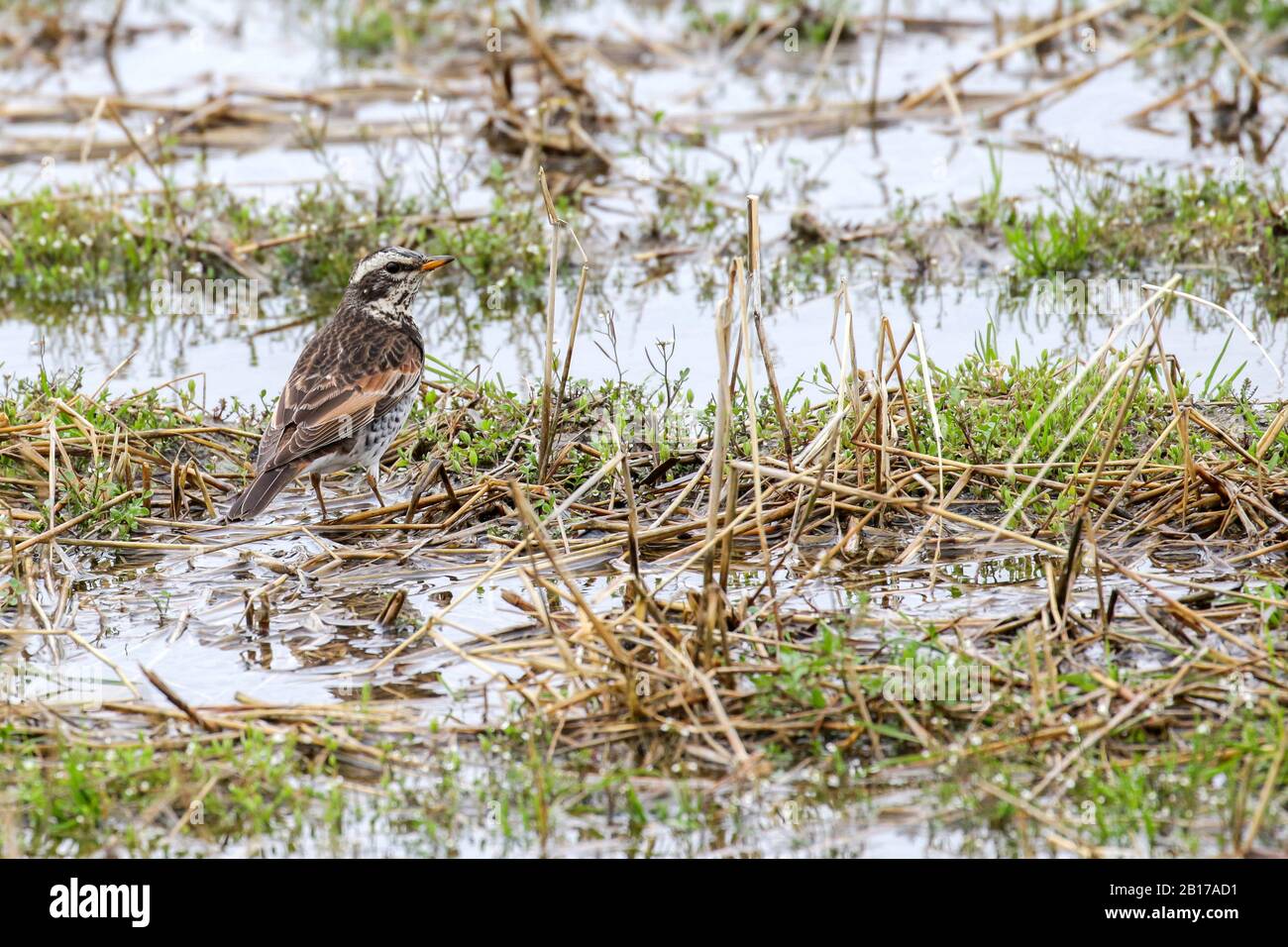 Grush dusky (Turdus eunomus), dans les zones humides, Japon, Kyushu Banque D'Images Grush dusky (Turdus eunomus), dans les zones humides, Japon, Kyushu Banque D'Images
