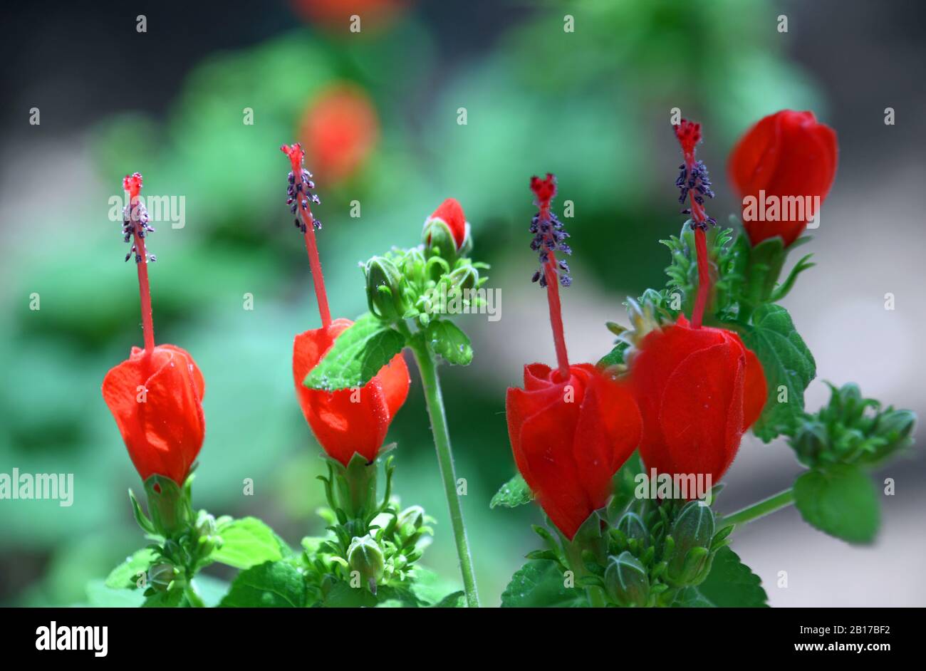 Turks Cap Mallow, aussi appelé Mazapan ou Dormant Hibiscus dans les jardins botaniques du Nouveau-Mexique. Banque D'Images