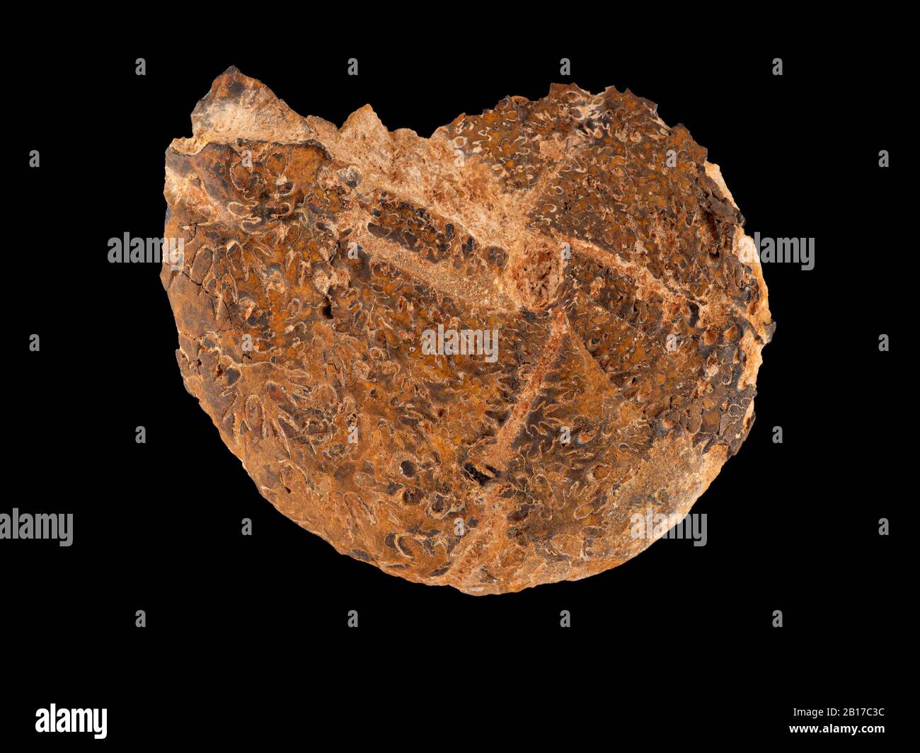 Extérieur rugueux d'une ammonite fossile montrant les modèles complexes des sutures de la coquille. Les Ammonites sont des parents éteints d'Octopus et de calmars Banque D'Images