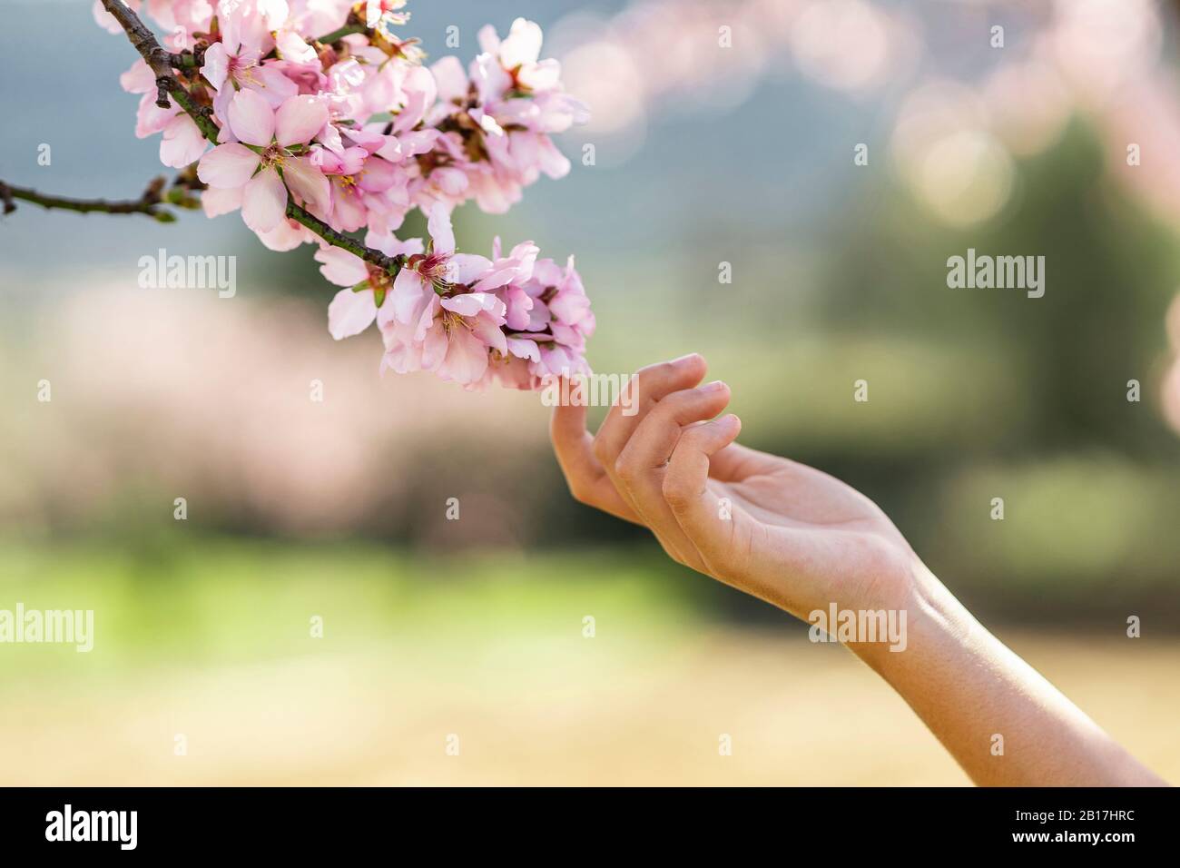 Main de fille touchant aux fleurs d'amande rose, gros plan Banque D'Images