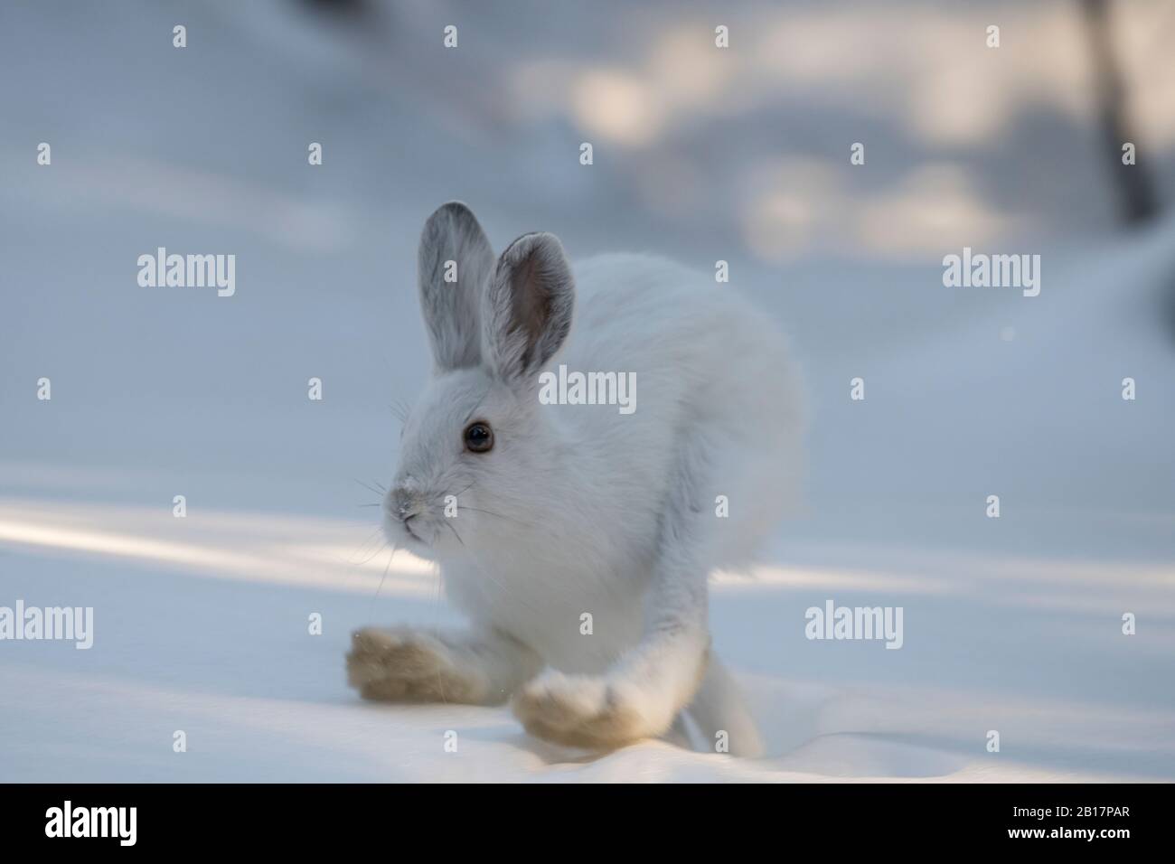 Lièvre d'Amérique en hiver Banque D'Images