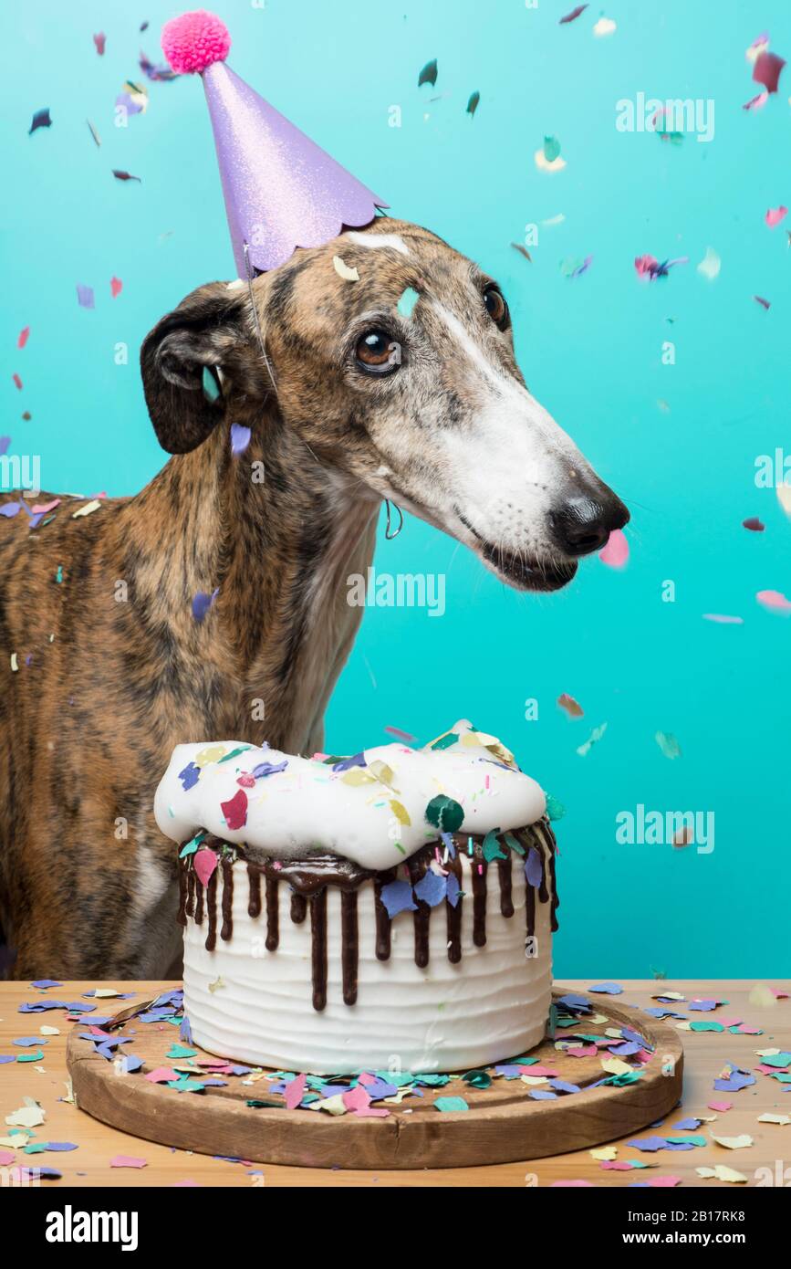 Chien avec son gâteau d'anniversaire célébrant son anniversaire Banque D'Images