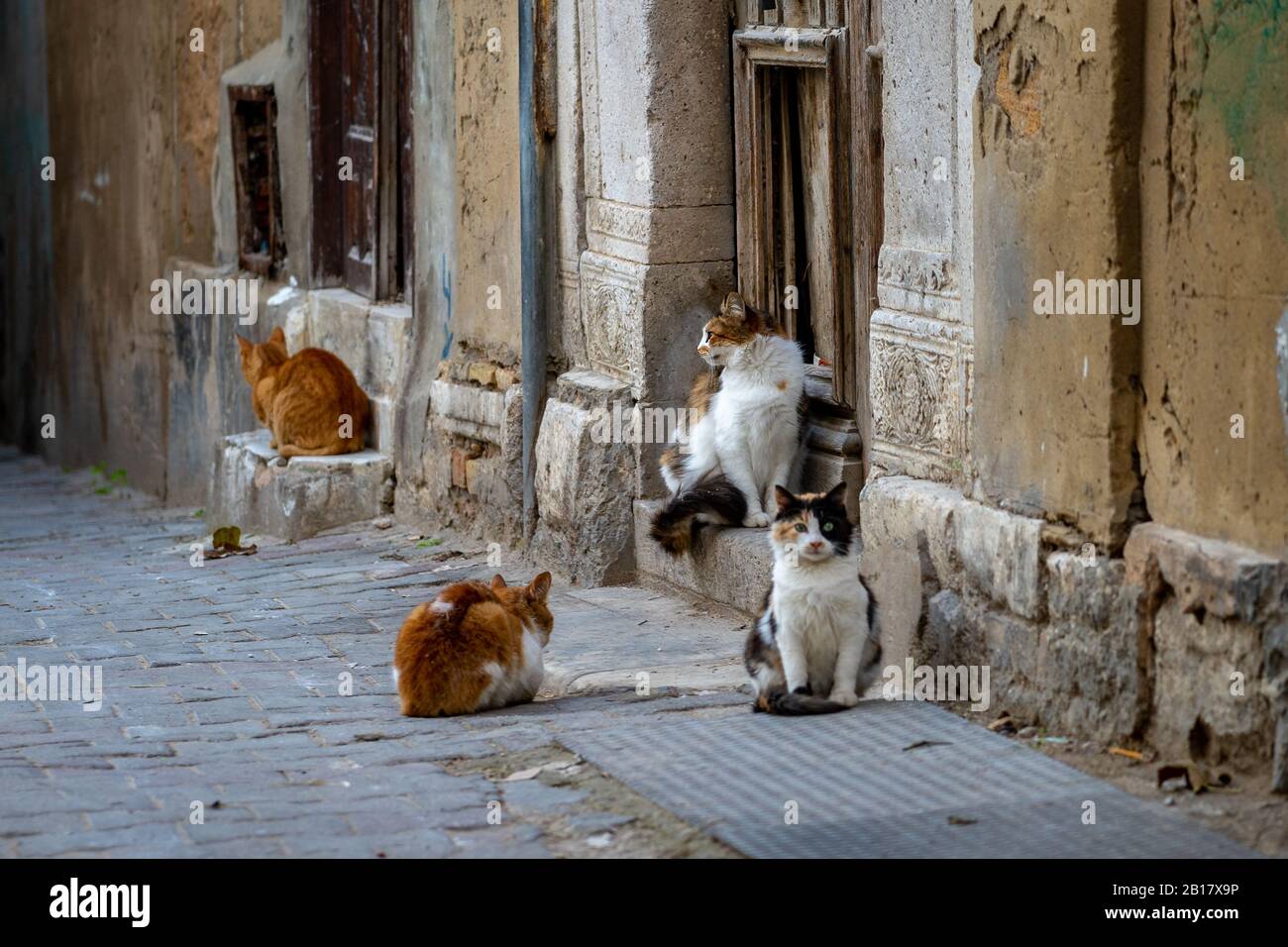 Un groupe de chats assis ensemble Banque D'Images