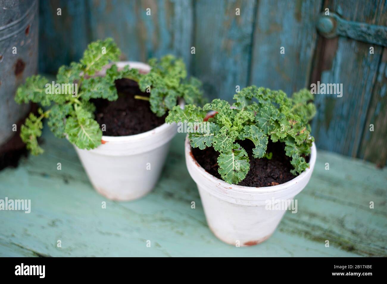 Allemagne, Hambourg, Kale plantules dans pots de fleurs Banque D'Images