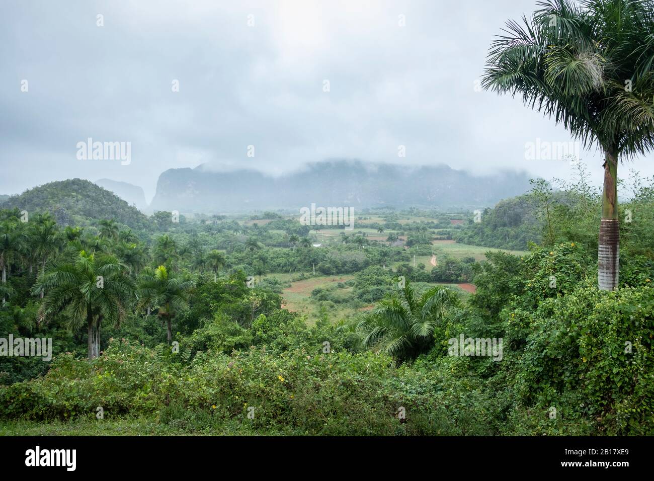 Cuba, paysage vert de la vallée de Vinales Banque D'Images