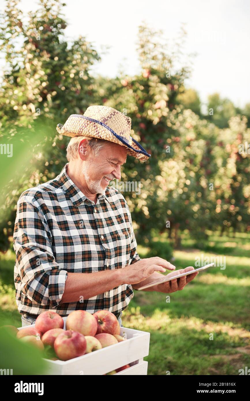 Cultivateur de fruits utilisant une tablette numérique dans son verger de pommes Banque D'Images