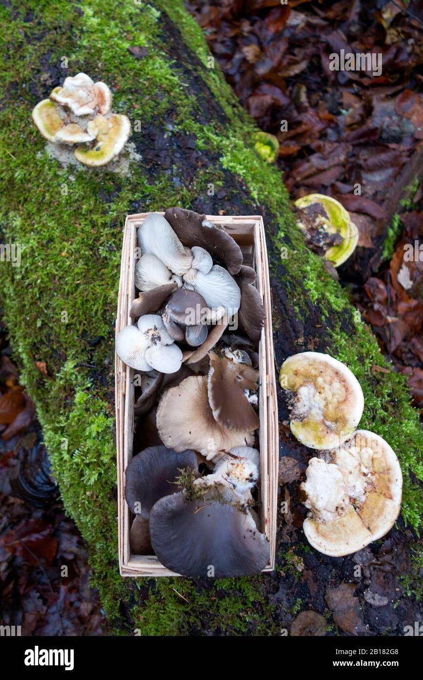 Allemagne, Bavière, panier d'attelles avec champignons Oyster collectés en automne Banque D'Images