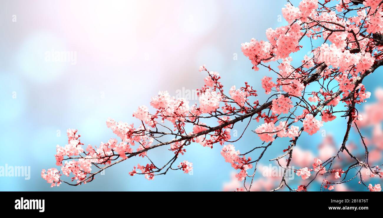 Scène magique avec sakura fleurs de couleur rose. Une nature magnifique arrière-plan. Bannière horizontale Printemps de fleurs de Sakura. L'espace de copie pour le texte Banque D'Images