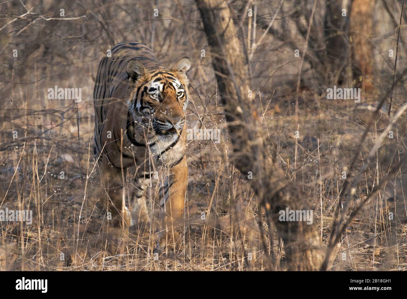 L'image du portrait de Tiger (Panthera tigris) dans le parc national de Ranthambore, Rajasthan, Inde, Asie. Banque D'Images