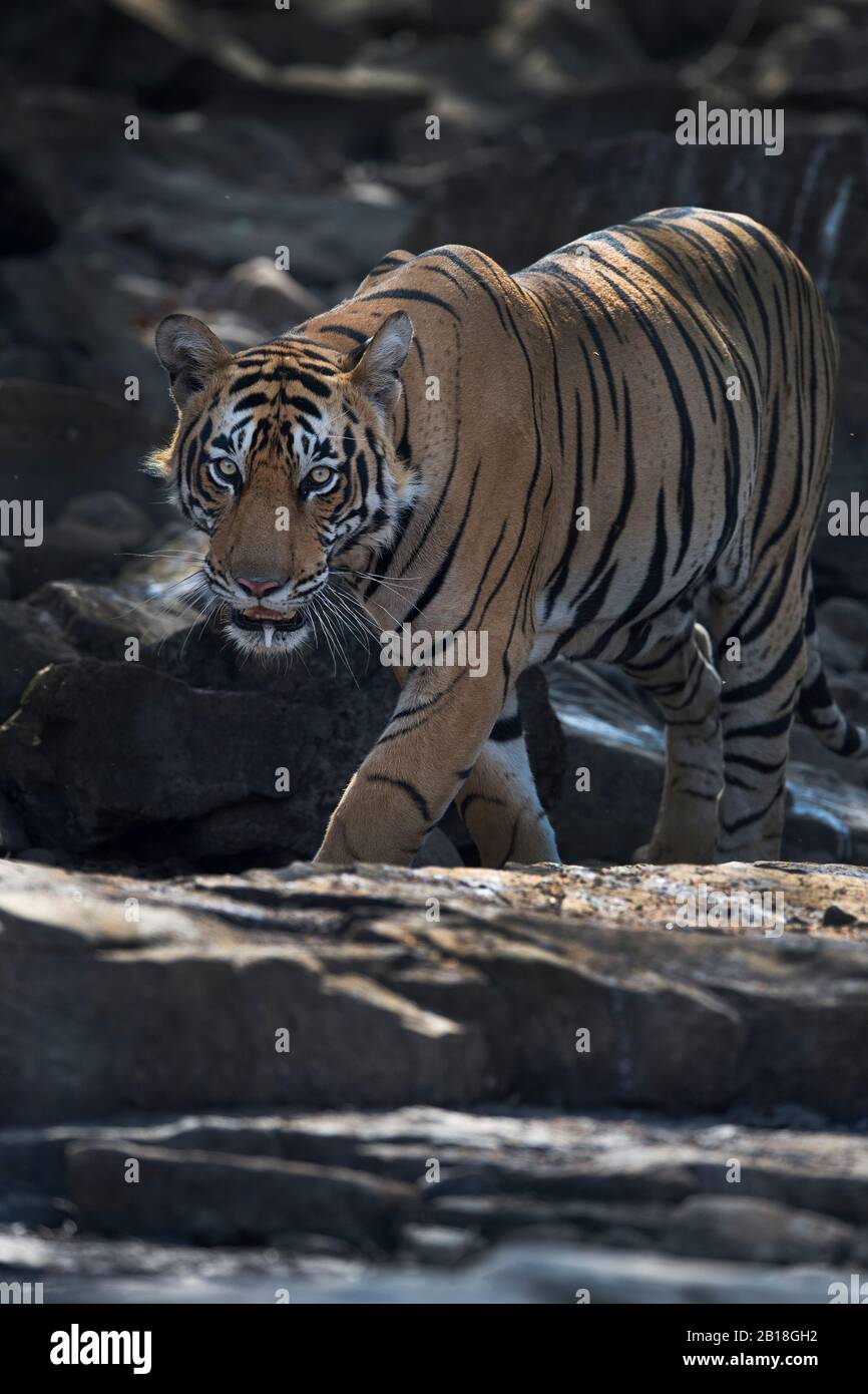 L'image du portrait de Tiger (Panthera tigris) dans le parc national de Ranthambore, Rajasthan, Inde, Asie. Banque D'Images