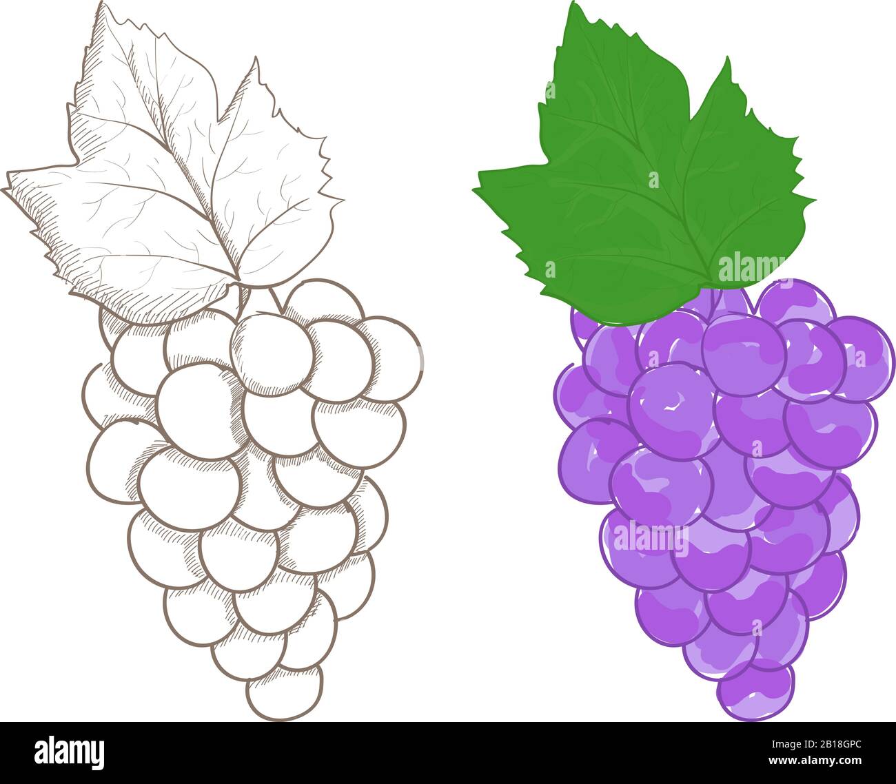 Raisins. Illustration colorée et de contour Illustration de Vecteur