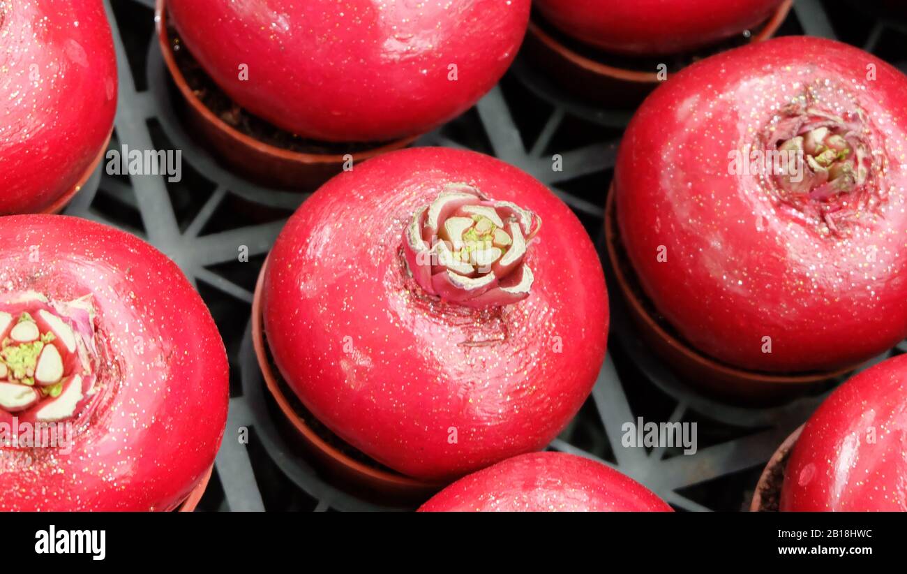 Les plantes à racines rondes sont teints en rouge et glitter, avec de jeunes pousses à cultiver, comme plantes décoratives. Banque D'Images