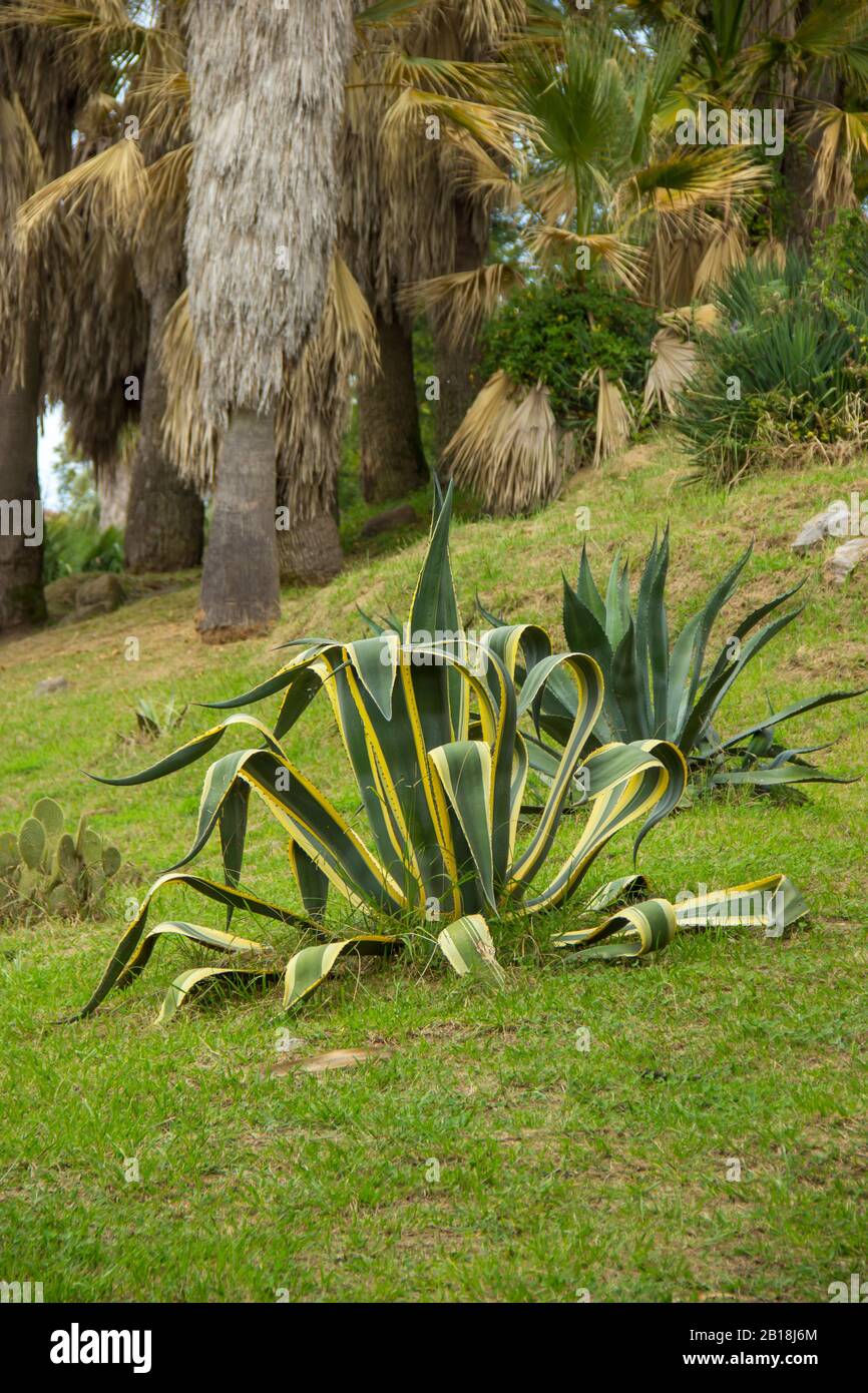 Agave americana, plante sénior, elle pousse dans la nature dans les hautes terres du Mexique. Végétation tropicale et jungles. Banque D'Images