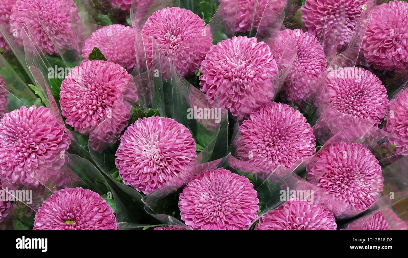 Fleurs de pompons violets Banque de photographies et d'images à haute  résolution - Alamy