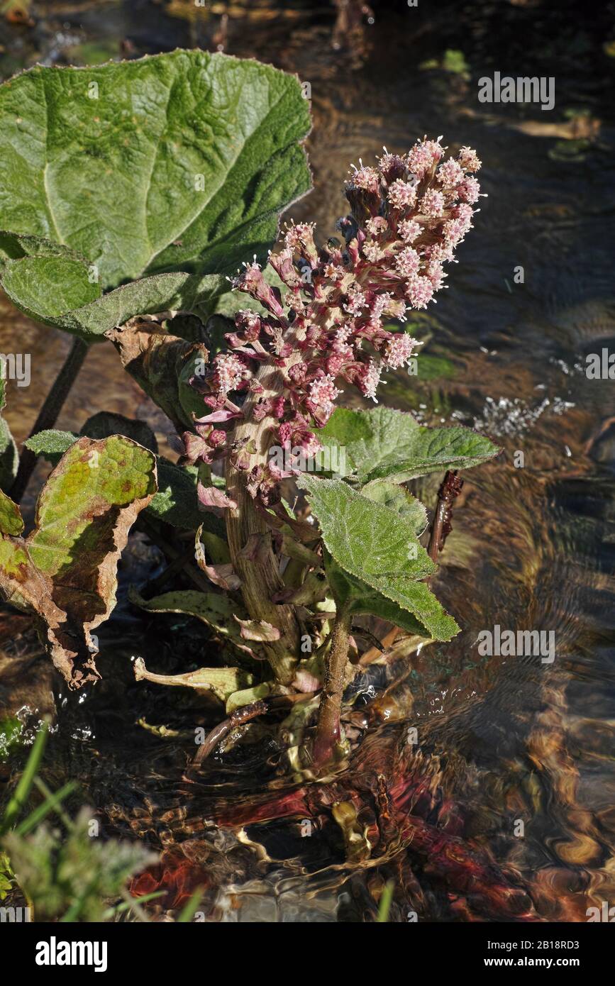 Inflorescence du butterbur, de la pestilence poreuse, des Petasites hybridus Banque D'Images