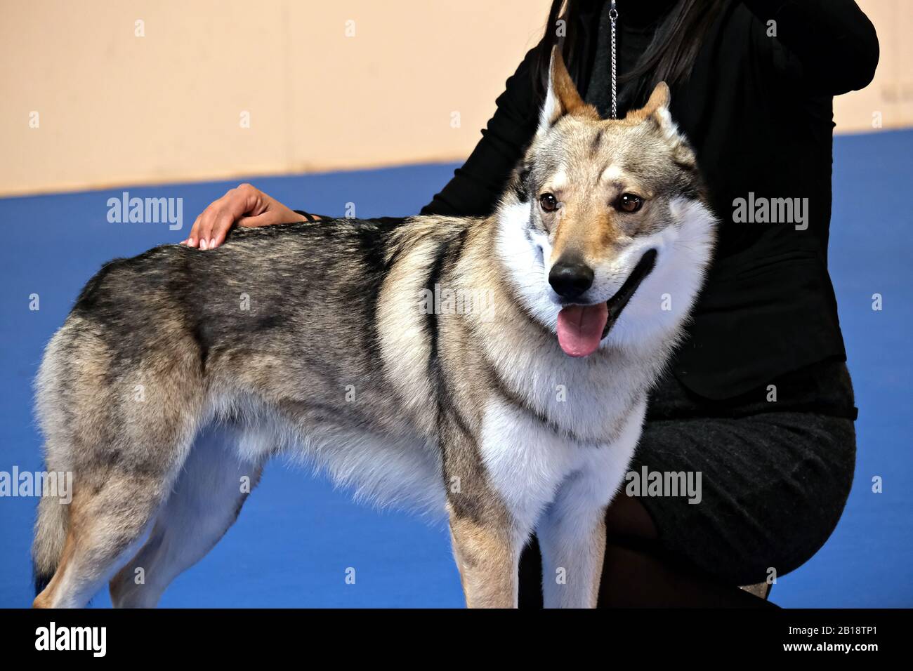 Examen d'un chien au spectacle de chien Banque D'Images