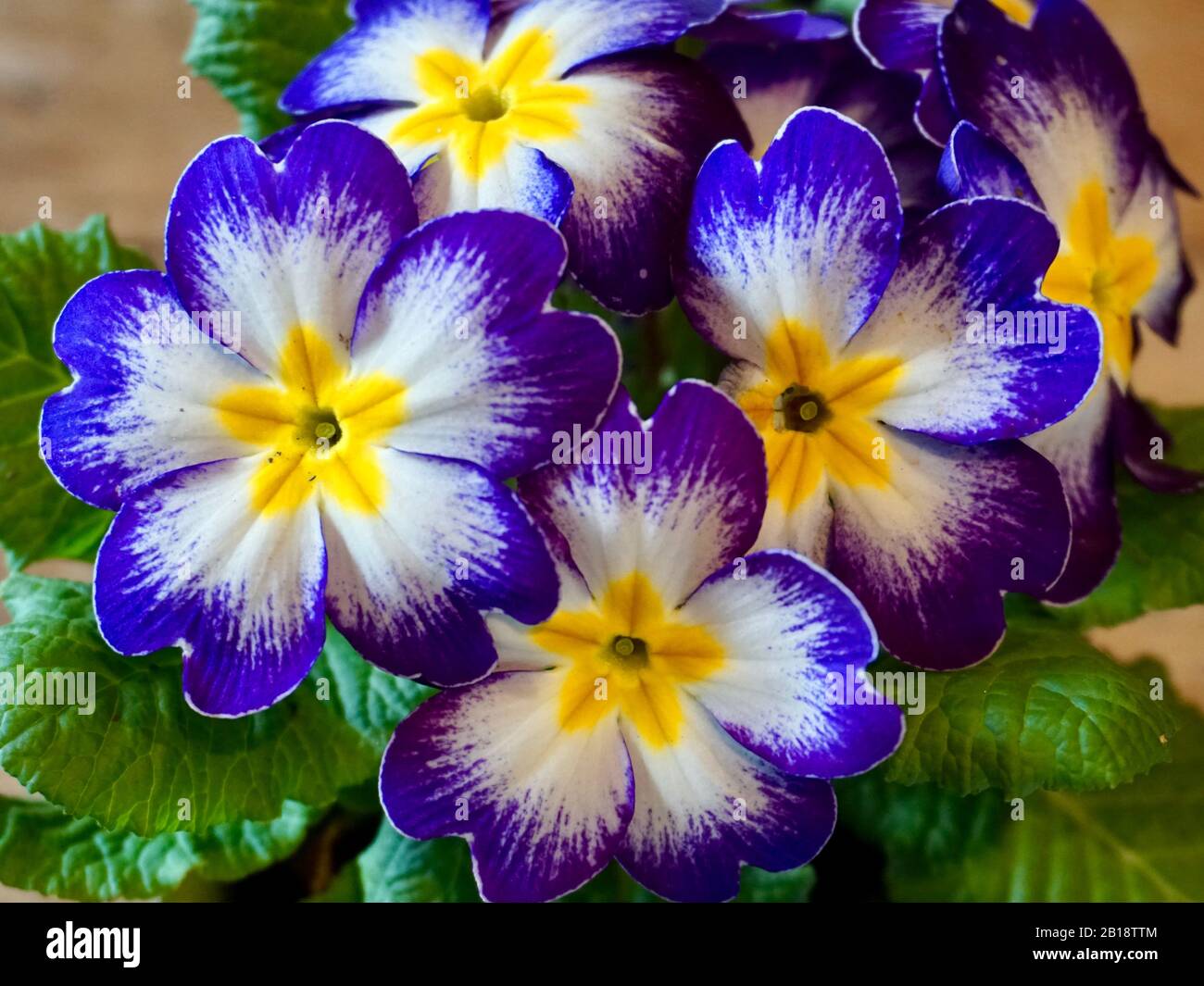 Primrose (Primula vulgaris) aux pétales bleus, blancs et jaunes Banque D'Images
