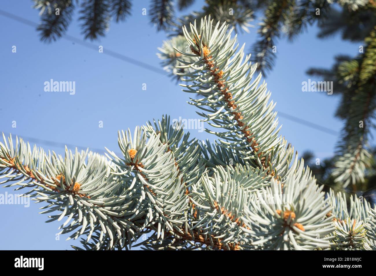 Pousses de Picea pungens 'Hoopsii' (épinette bleue du Colorado) avec de belles aiguilles de couleur bleu argenté Banque D'Images