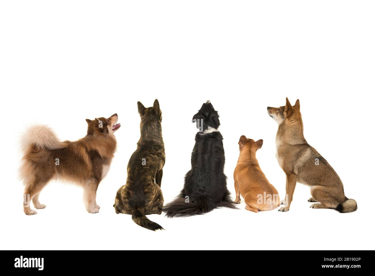 Diverses races de chiens regardant vers le haut vu au dos isolé sur un — free download