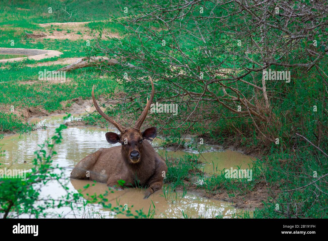 Sambar cerf se relaxant au parc national de Yala Sri Lanka Banque D'Images
