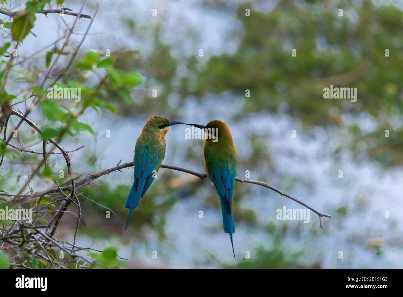 Les queues bleues passent leur beau séjour dans le parc national de Yala au Sri Lanka Banque D'Images