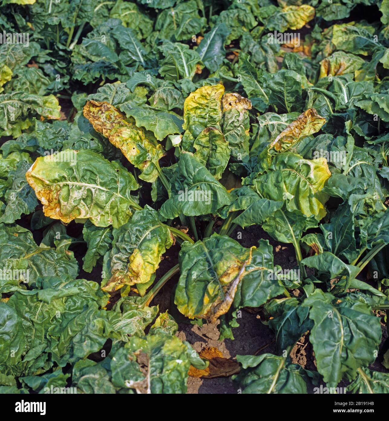 Chlorose et nécrose du virus de la betterave sucrière (SBVY) sur les feuilles d'une plante de betterave sucrière dans une culture mature, Cambridgeshire Banque D'Images