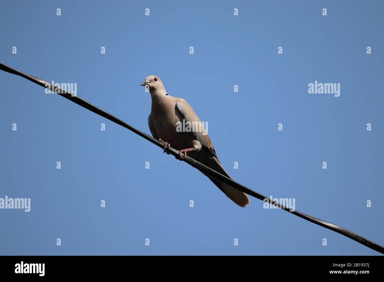 Une colombe de thar marchant sur le fil contre le ciel bleu clair, Banque D'Images