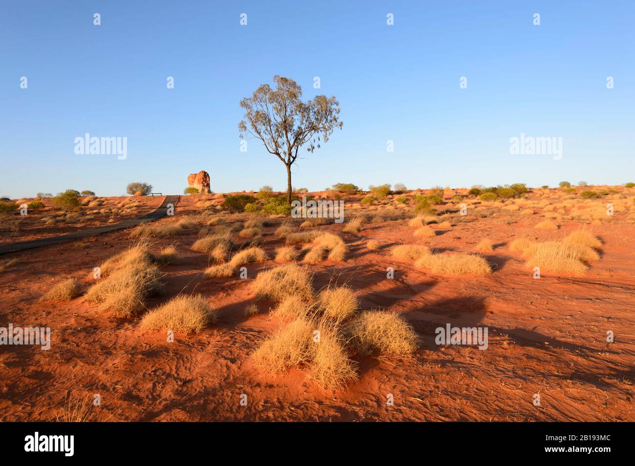 Vue typique de l'Outback australien avec spinifex dans la lumière du matin dorée au Chambers Pillar, territoire du Nord, territoire du Nord, Australie Banque D'Images