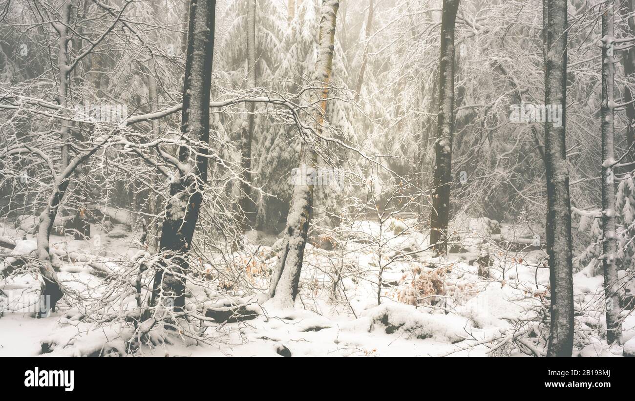 Paysage de forêt d'hiver Banque D'Images