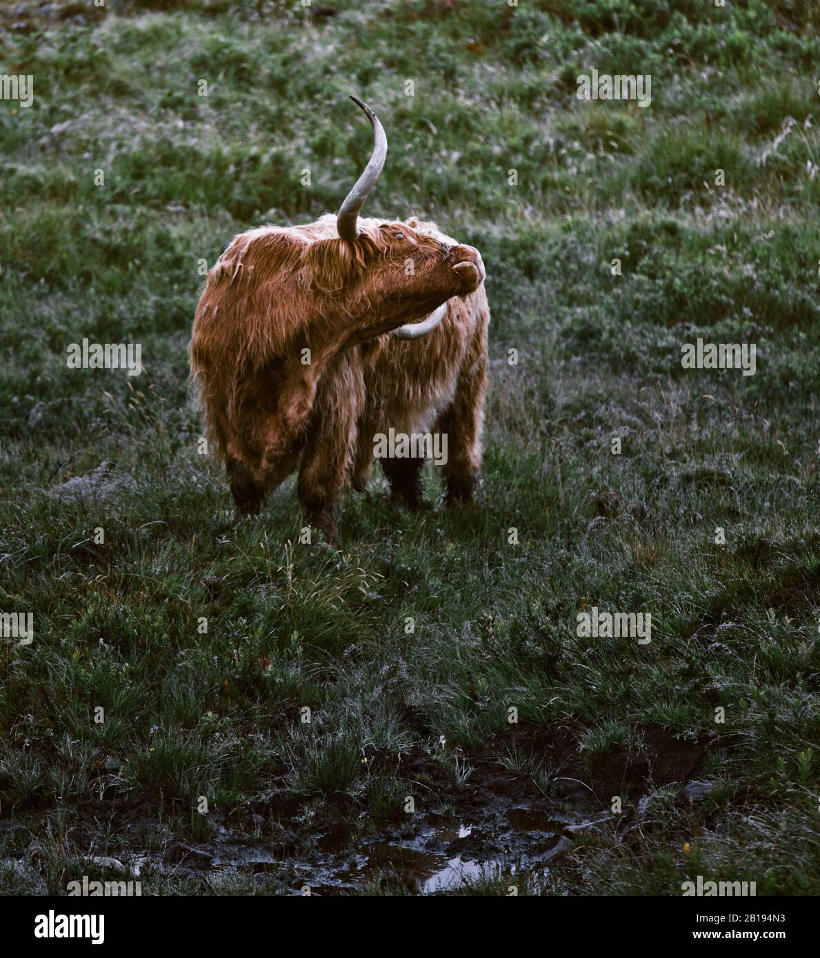 Bétail des Highlands à l'aube, péninsule d'Ardnamurchan, Lochaber, Highland, Écosse Banque D'Images