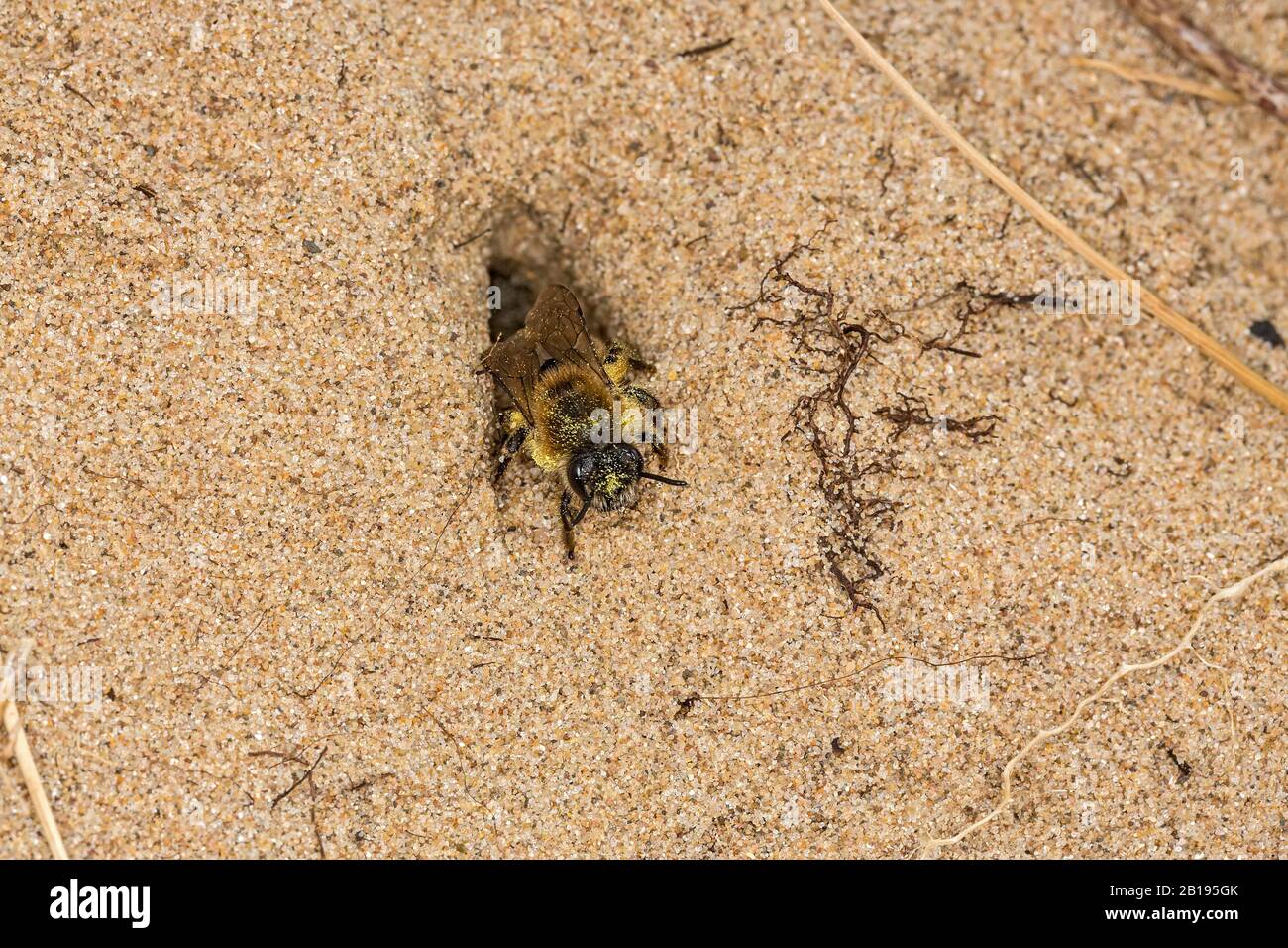 L'abeille minière (Andrena barbilabris) à l'entrée du terrier dans une dune de sable sur la côte de l'estuaire de la Dee près de Hoylake Wirral Merseyside Royaume-Uni avril 2019 Banque D'Images