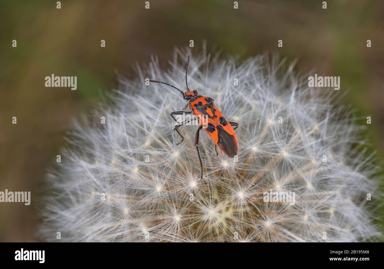 Espèce de bug de Rhopalid (Corizus hyoscyami) sur Dandelion (espèce de Teraxacum) tête de graine Wirral Merseyside UK avril 2019 52264 Banque D'Images