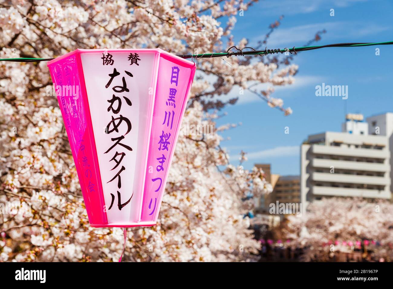 Hanami à Tokyo. La Célèbre Promenade Des Cerisiers En Fleurs De La Rivière Meguro Banque D'Images
